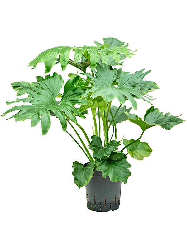 Planta naturala de interior Bush D35xH70cm Philodendron selloum P18/19cm in hidrogranule