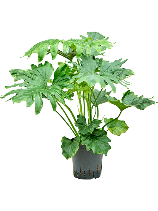 Planta naturala de interior Bush D35xH70cm Philodendron selloum P18/19cm in hidrogranule