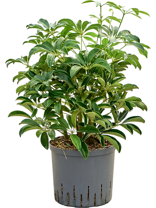 Planta naturala de interior Bush D35xH70cm Schefflera arboricola 'Compacta' P22/19cm in hidrogranule