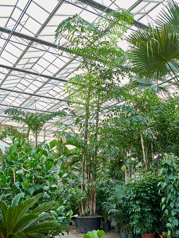 Planta naturala de interior Bush D400xH900cm Caryota mitis (675-800) PS110/68cm in pamant
