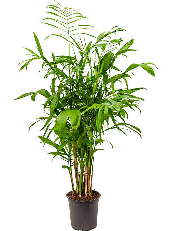 Planta naturala de interior Bush D40xH100cm Chamaedorea seifrizii PS21/19cm in pamant