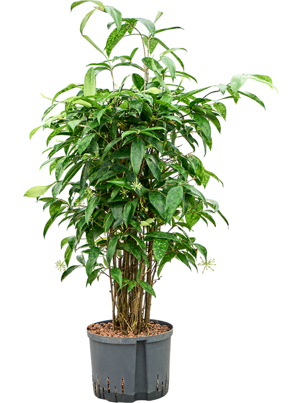 Planta naturala de interior Bush D40xH110cm Dracaena surculosa P25/19cm in hidrogranule