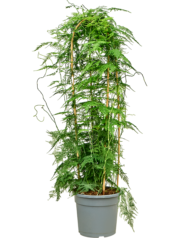 Planta naturala de interior Bush D40xH125cm Asparagus setaceus plumosus PS27/24cm in pamant