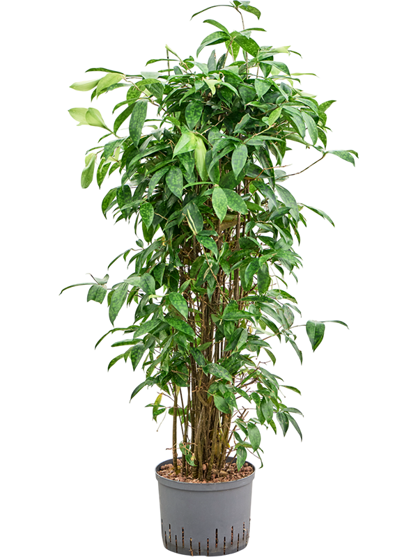 Planta naturala de interior Bush D40xH130cm Dracaena surculosa P25/19cm in hidrogranule