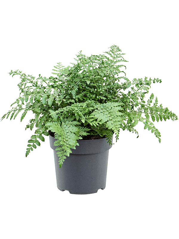 Planta naturala de interior Bush D40xH40cm Asplenium dimorphum 'Parvati' PS21/18cm in pamant