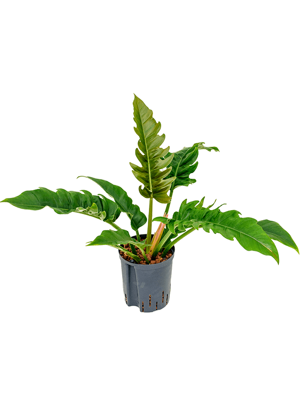 Planta naturala de interior Bush D40xH50cm Philodendron selloum 'Narrow' P18/19cm in hidrogranule