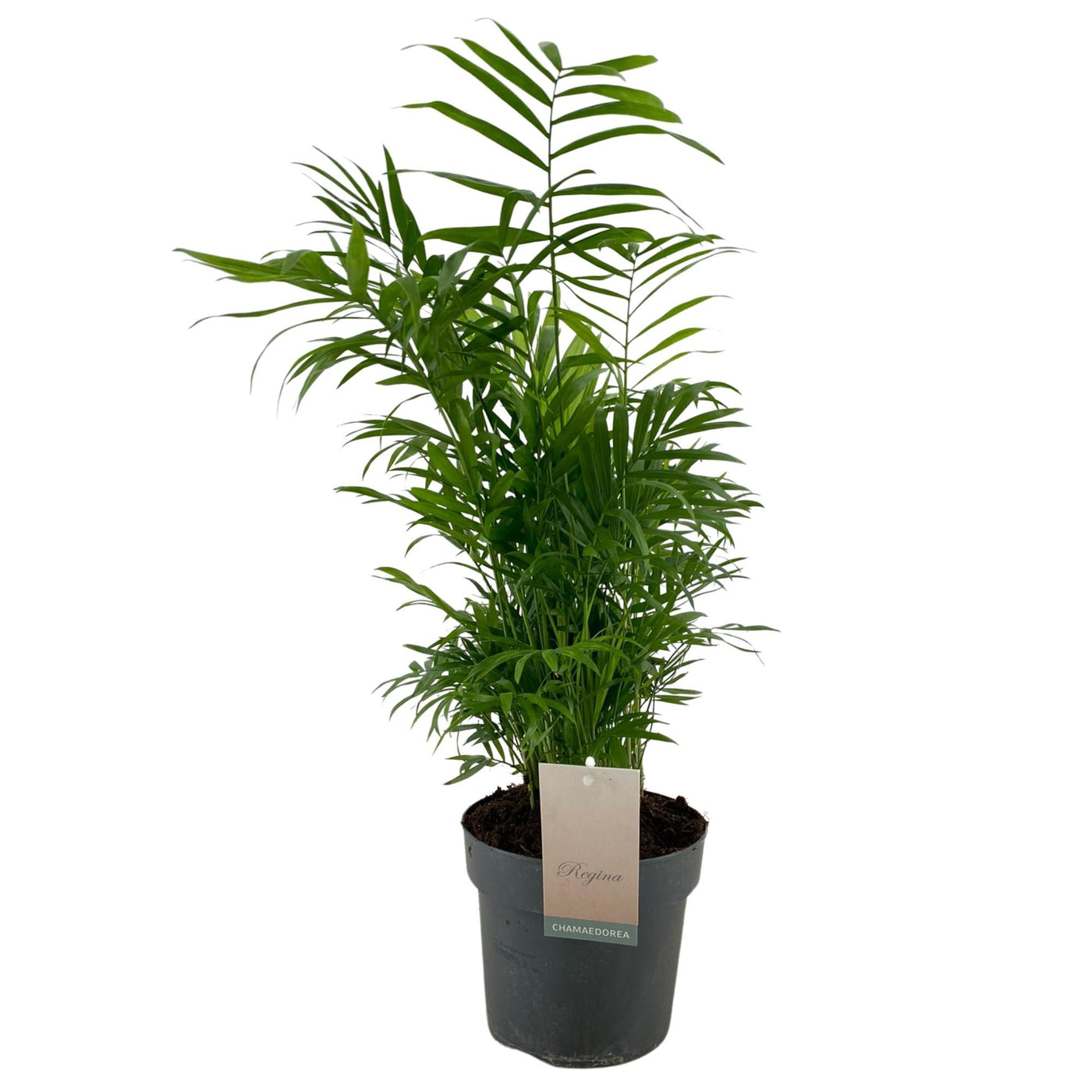 Planta naturala de interior Bush D40xH55cm Chamaedorea elegans EXTRA P17cm in pamant