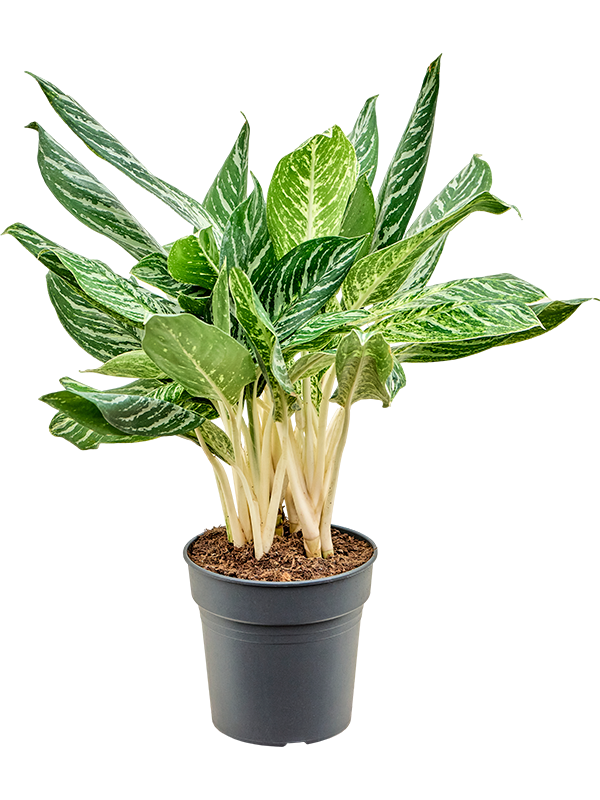 Planta naturala de interior Bush D40xH60cm Aglaonema 'Madonna' PS24/23cm in pamant