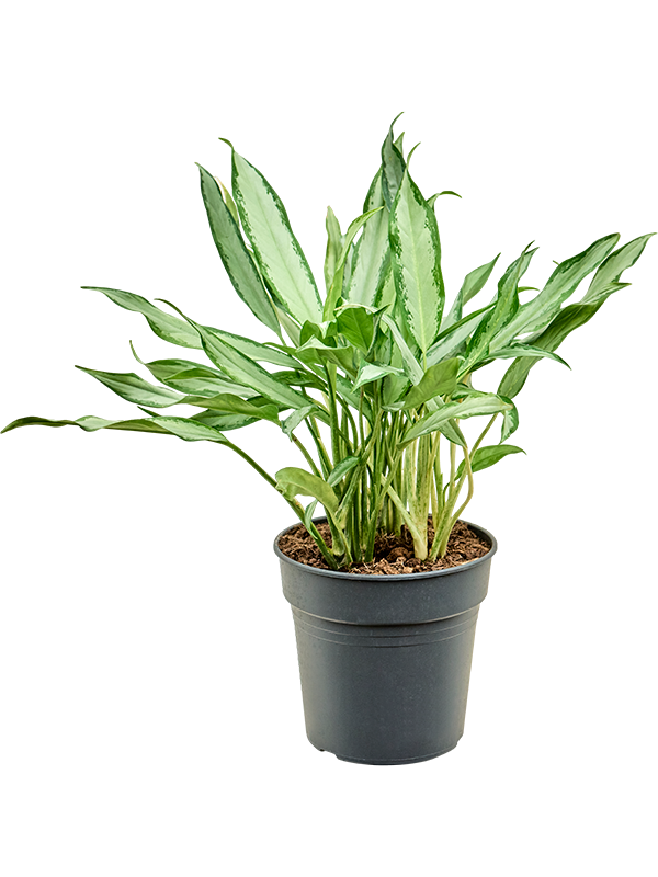 Planta naturala de interior Bush D40xH60cm Aglaonema 'White Lance' PS24/23cm in pamant