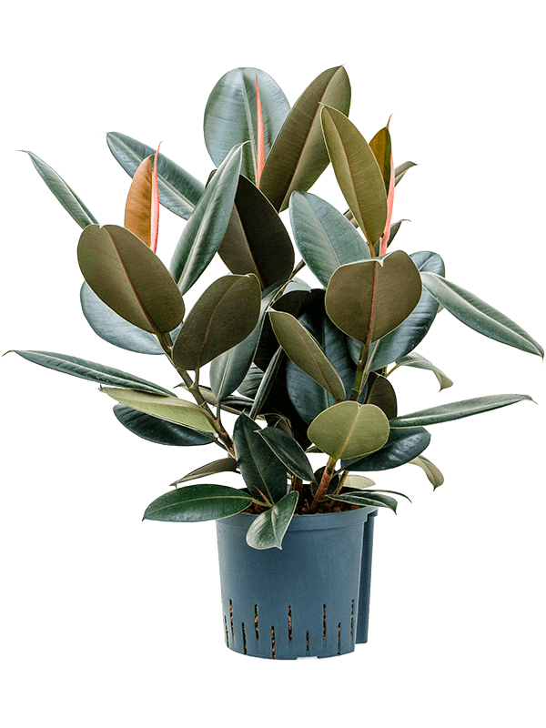 Planta naturala de interior Bush D40xH60cm Ficus elastica 'Abidjan' P22/19cm in hidrogranule
