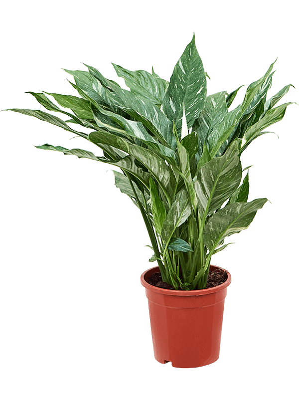 Planta naturala de interior Bush D40xH60cm Spathiphyllum 'Diamond' PS17/15cm in pamant