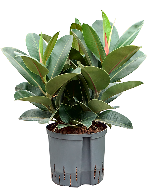 Planta naturala de interior Bush D40xH65cm Ficus elastica 'Robusta' P22/19cm in hidrogranule