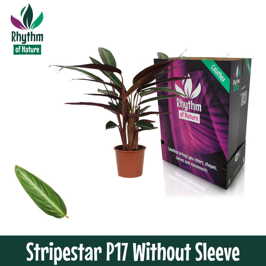 Planta naturala de interior Bush D40xH65cm Stromanthe Sanguinea 'Stripestar' PS17/15cm in pamant