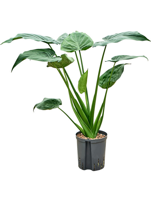 Planta naturala de interior Bush D40xH70cm Alocasia cucullata P18/19cm in hidrogranule