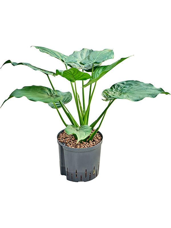 Planta naturala de interior Bush D40xH70cm Alocasia cucullata P22/19cm in hidrogranule