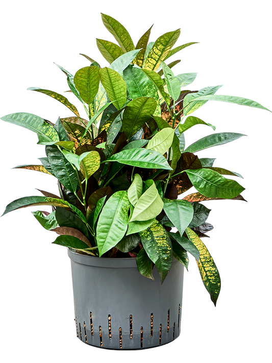 Planta naturala de interior Bush D40xH70cm Croton (Codiaeum) variegatum 'Mrs. Iceton' P25/19cm in hidrogranule
