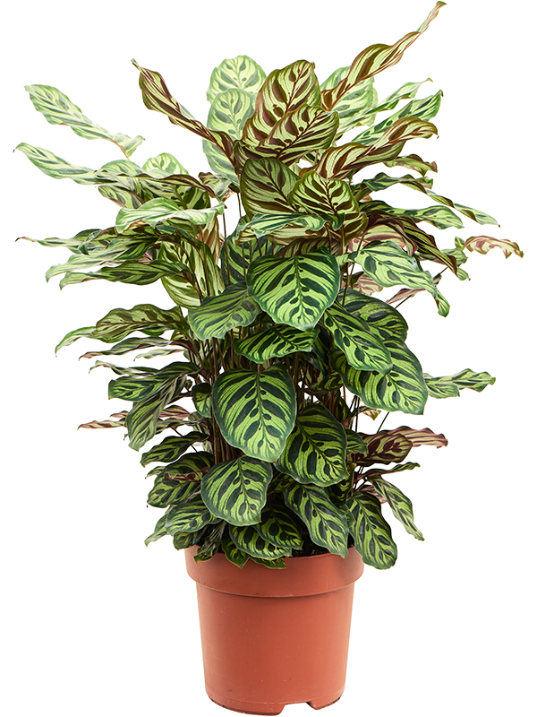 Planta naturala de interior Bush D40xH75cm Calathea makoyana PS24/22cm in pamant