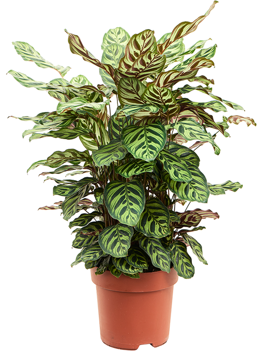 Planta naturala de interior Bush D40xH75cm Calathea makoyana PS24/22cm in pamant