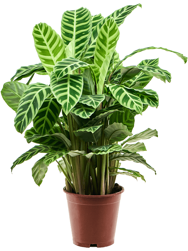 Planta naturala de interior Bush D40xH80cm Calathea zebrina PS19/17cm in pamant