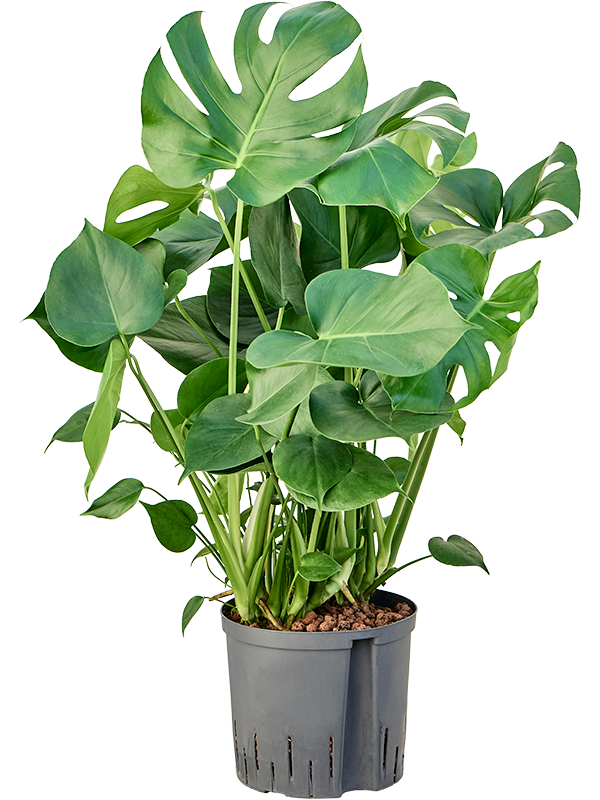 Planta naturala de interior Bush D40xH80cm Monstera deliciosa P22/19cm in hidrogranule