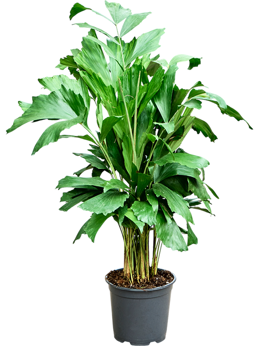 Planta naturala de interior Bush D40xH85cm Caryota mitis PS19/17cm in pamant