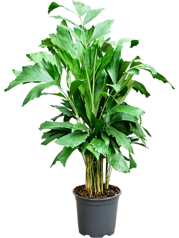 Planta naturala de interior Bush D40xH85cm Caryota mitis PS19/17cm in pamant