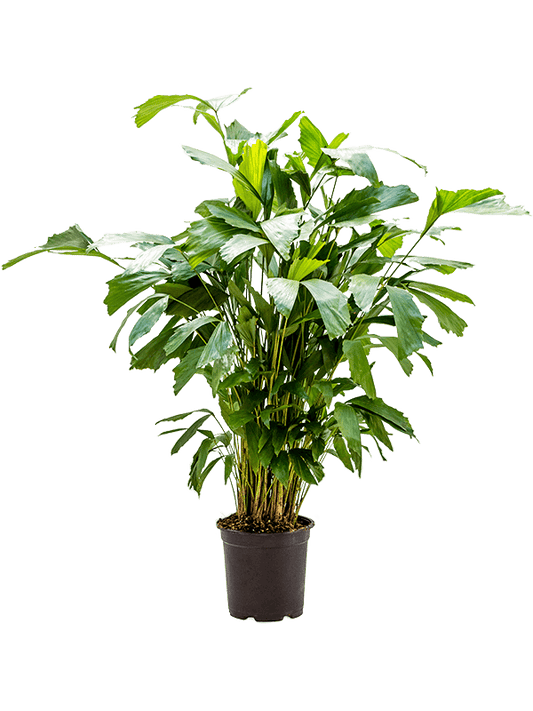 Planta naturala de interior Bush D45xH120cm Caryota mitis PS21/19cm in pamant