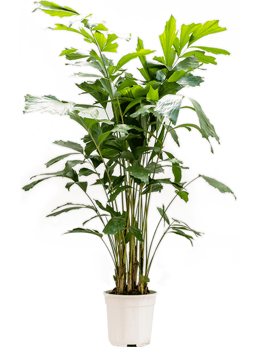 Planta naturala de interior Bush D45xH140cm Caryota mitis PS24/22cm in pamant