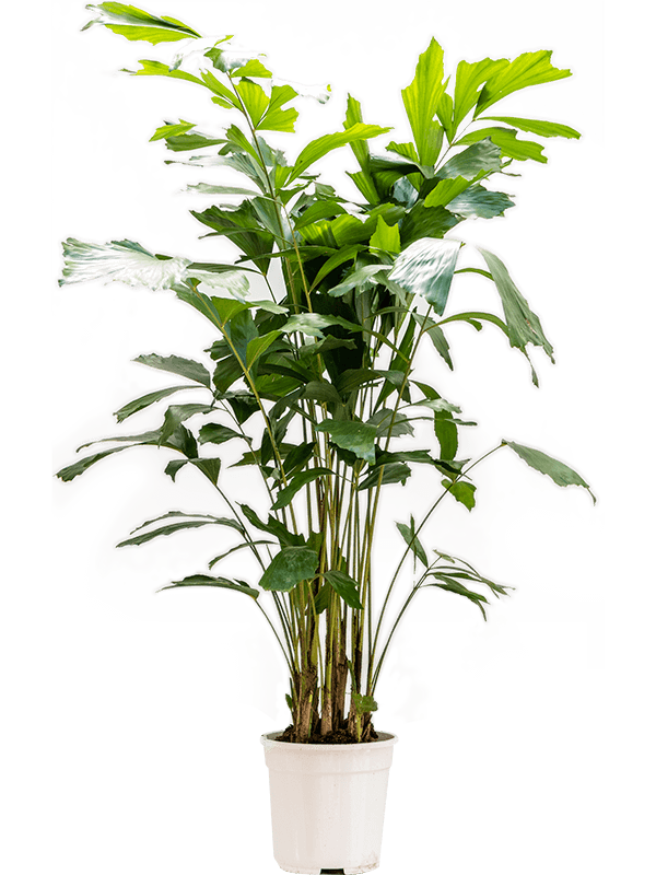 Planta naturala de interior Bush D45xH140cm Caryota mitis PS24/22cm in pamant