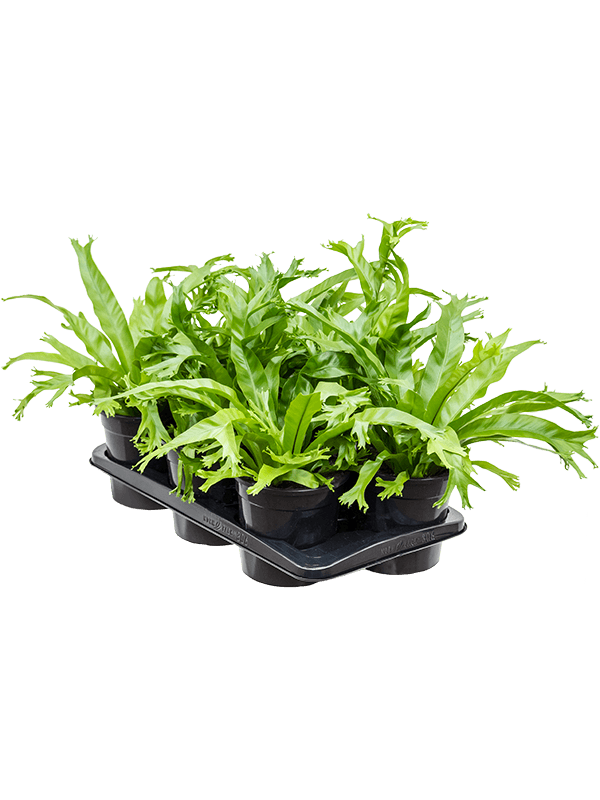 Planta naturala de interior Bush D45xH50cm Asplenium 'Amy' PS17/16cm in pamant