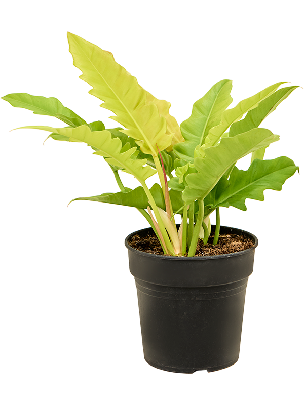 Planta naturala de interior Bush D45xH50cm Philodendron 'Ring Of Fire Gold' PS21/20cm in pamant