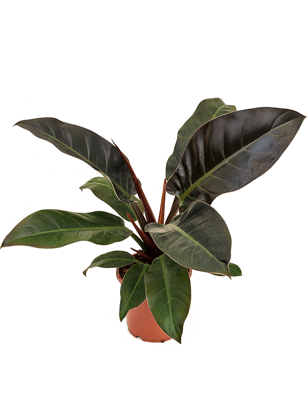 Planta naturala de interior Bush D45xH55cm Philodendron 'Imperial Red' PS17/16cm in pamant