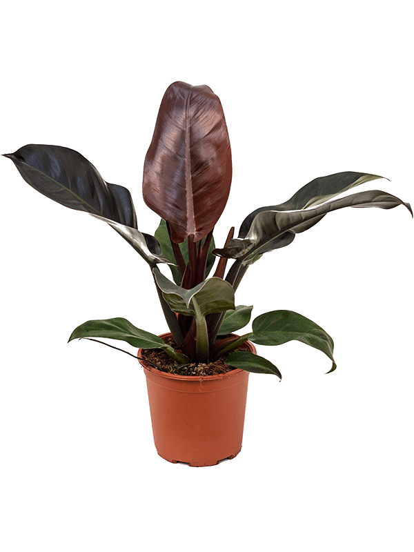 Planta naturala de interior Bush D45xH55cm Philodendron 'Imperial Red' PS19/17cm in pamant