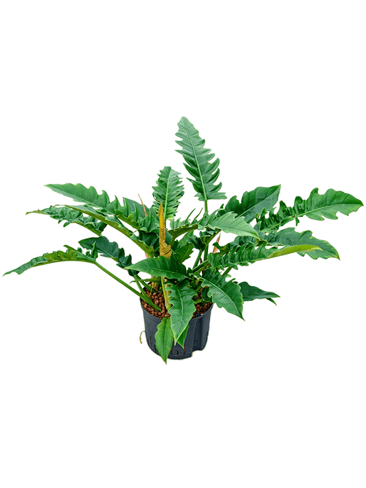 Planta naturala de interior Bush D45xH55cm Philodendron selloum 'Narrow' P25/19cm in hidrogranule