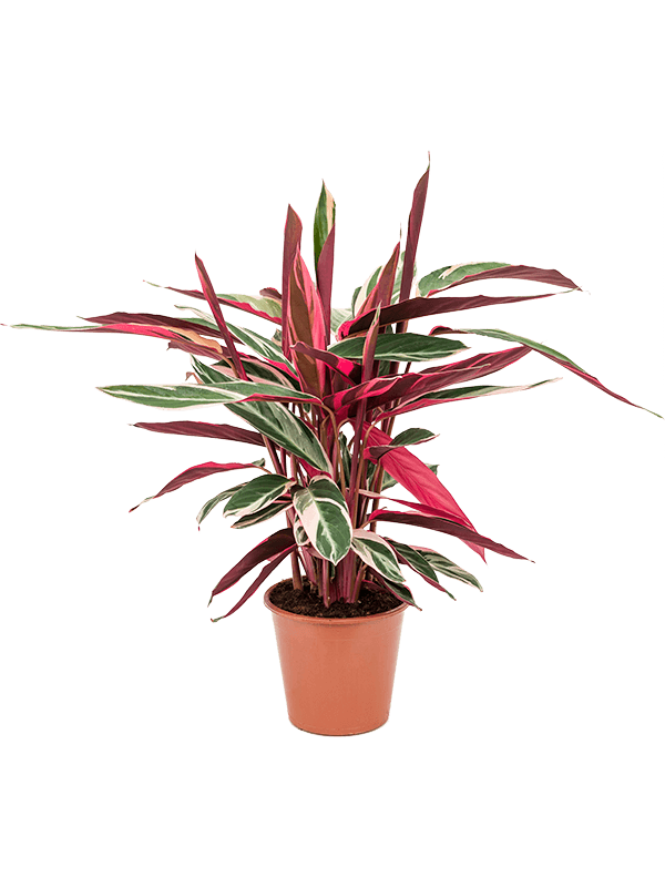 Planta naturala de interior Bush D45xH55cm Stromanthe Sanguinea 'Triostar' PS19/17cm in pamant