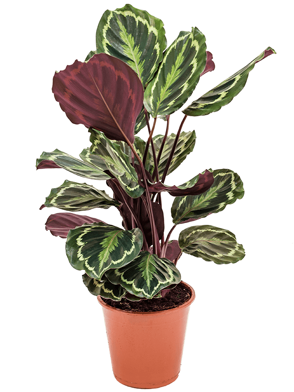 Planta naturala de interior Bush D45xH60cm Calathea 'Medallion' PS19/17cm in pamant