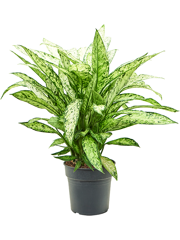 Planta naturala de interior Bush D45xH70cm Dieffenbachia 'Vesuvius' PS24/23cm in pamant