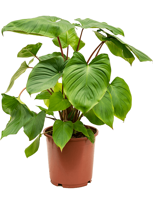 Planta naturala de interior Bush D45xH75cm Homalomena rubescens 'Maggy' PS24/23cm in pamant