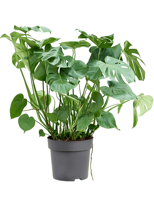 Planta naturala de interior Bush D50xH100cm Monstera deliciosa PS32/27cm in pamant