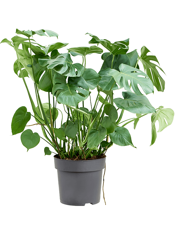 Planta naturala de interior Bush D50xH100cm Monstera deliciosa PS32/27cm in pamant