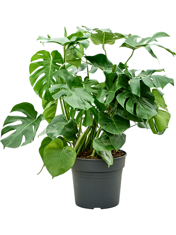 Planta naturala de interior Bush D50xH100cm Monstera deliciosa PS34/30cm in pamant