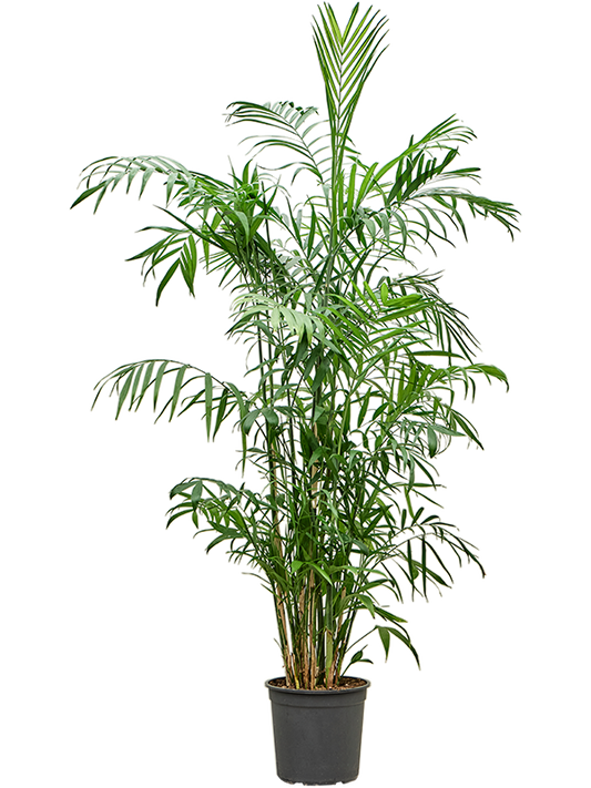 Planta naturala de interior Bush D50xH150cm Chamaedorea seifrizii PS27/25cm in pamant