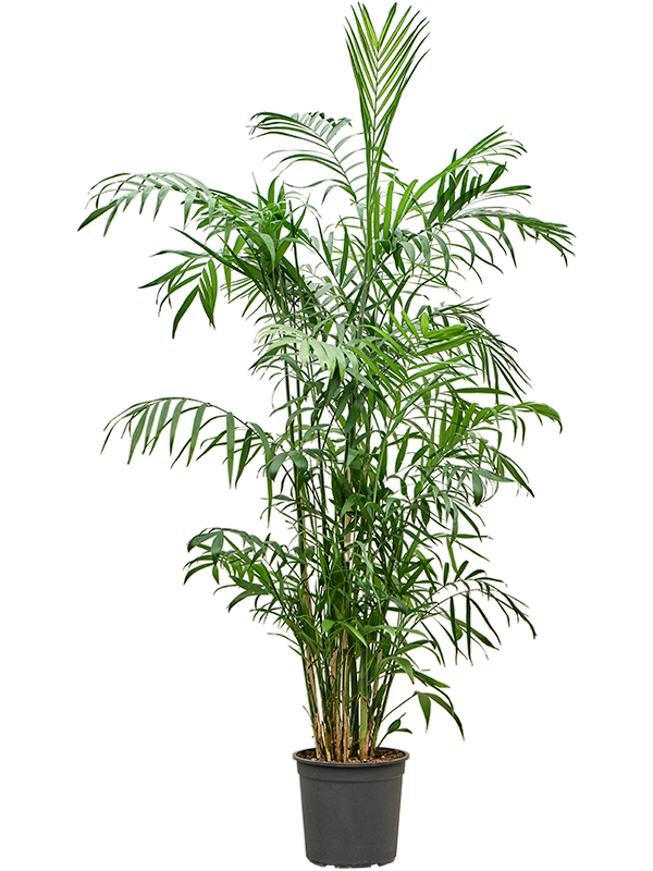 Planta naturala de interior Bush D50xH150cm Chamaedorea seifrizii PS27/25cm in pamant