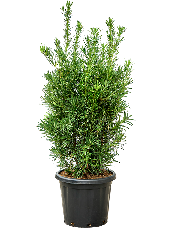 Planta naturala de interior Bush D50xH150cm Podocarpus macrophyllus (140-160) PS40/36cm in pamant