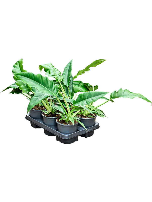 Planta naturala de interior Bush D50xH30cm Philodendron 'Narrow' PS13/11cm in pamant