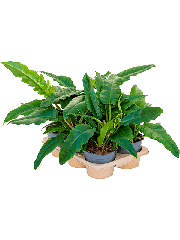 Planta naturala de interior Bush D50xH30cm Philodendron 'Narrow' PS14/12cm in pamant