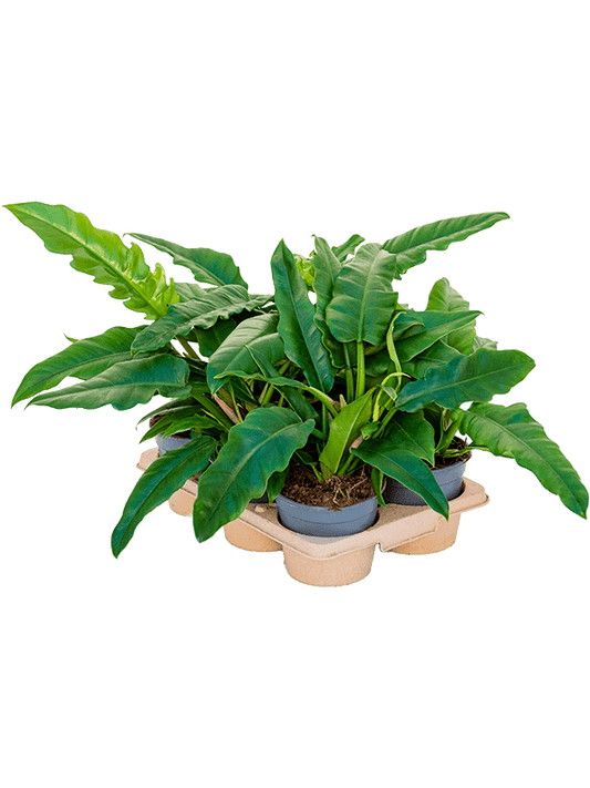 Planta naturala de interior Bush D50xH30cm Philodendron 'Narrow' PS14/12cm in pamant