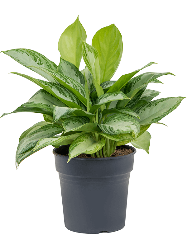 Planta naturala de interior Bush D50xH50cm Aglaonema 'Silver Bay' PS21/20cm in pamant