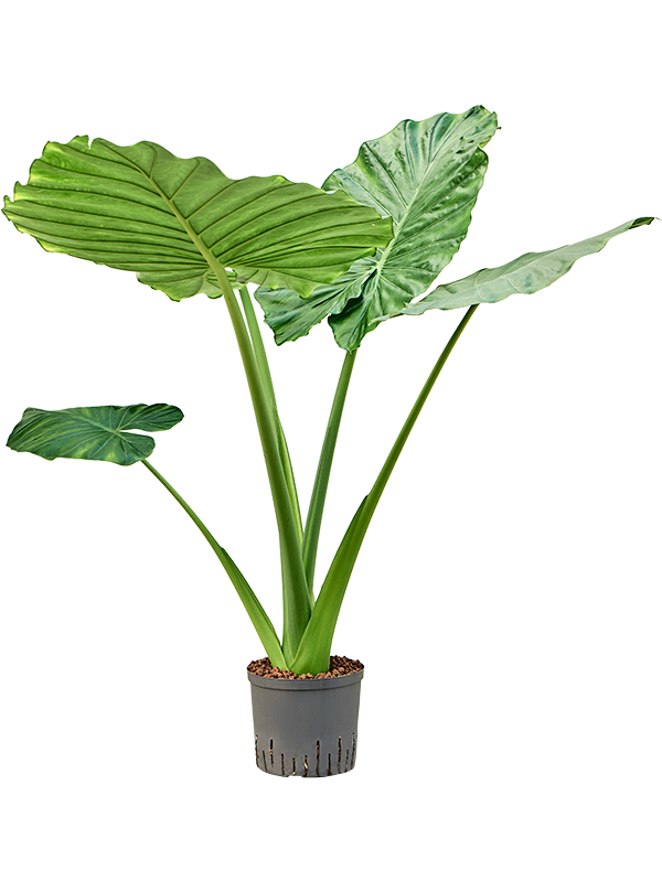 Planta naturala de interior Bush D50xH60cm Alocasia macrorrhizos P22/19cm in hidrogranule