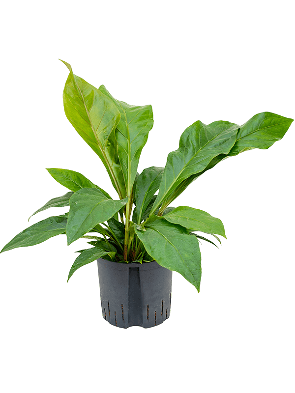 Planta naturala de interior Bush D50xH65cm Anthurium ellipticum 'Jungle bush' P22/19cm in hidrogranule